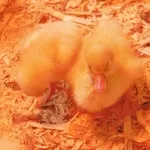 Дневни бройлери първото хранене