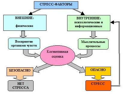 Стресът и неговите ефекти върху човешкото
