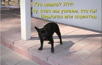 Fényképek kutyák