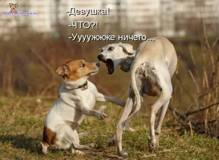 Fényképek kutyák