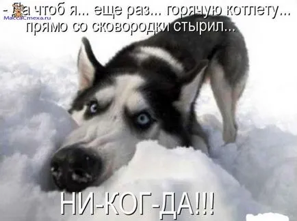 Fényképek kutyák