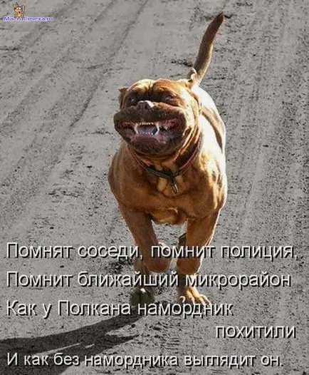 Fényképek kutyák