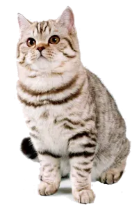 Цвят котка, британски (грижи) Цвят котка, британска