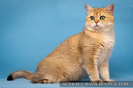Дундест (таби) Цвят на британската котка - на Британските цветове, Sunray - разсадник на британските котки (котки) Дундест (таби) Цвят на британската котка - на Британските цветове, Sunray - разсадник на британските котки