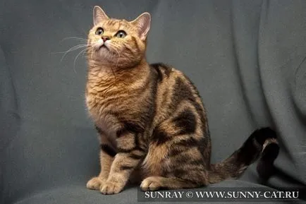Дундест (таби) Цвят на британската котка - на Британските цветове, Sunray - разсадник на британските котки (цвят) Дундест (таби) Цвят на британската котка - на Британските цветове, Sunray - разсадник на британските котки