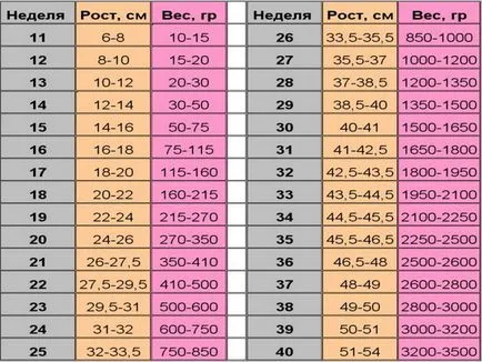 правила Таблица fetometry плода от седмица, идеалното I