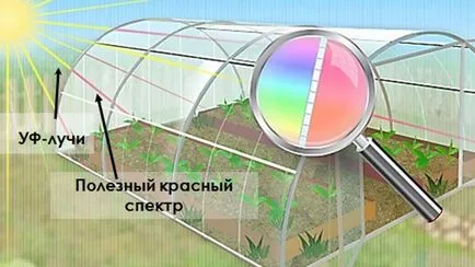 Оранжерии със собствените си ръце, изработени от поликарбонат, рисунки, видео (поликарбонат) Оранжерии със собствените си ръце, изработени от поликарбонат, рисунки, видео