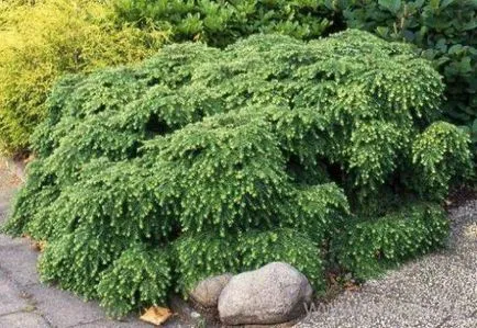 Hemlock - цвете засаждане и грижи, отглеждане, размножаване, описание, снимка
