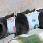 Declawing котки и собственици мнения на разходите, последствията от цената, тъй като процедурата се извършва,