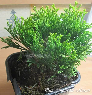 Thuja дома поддръжка, озеленяване, възпроизводство (размножаване) Thuja дома поддръжка, озеленяване, развъждане