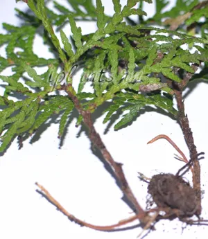 Thuja дома поддръжка, озеленяване, размножаване (засаждане) Thuja дома поддръжка, озеленяване, развъждане