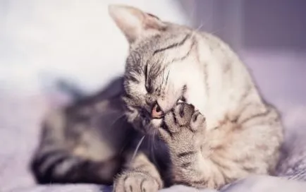 Declawing котки струват на работа и се прави преглед на домакините, след отстраняване на последиците от (заличаване) Declawing котки струват на работа и се прави преглед на домакините, след отстраняване на последствията