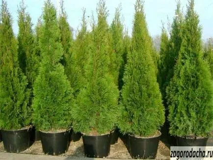 Thuja в саксия - отглеждане на Arborvitae на балкона (пот) Thuja в саксия - отглеждане на Arborvitae на балкона