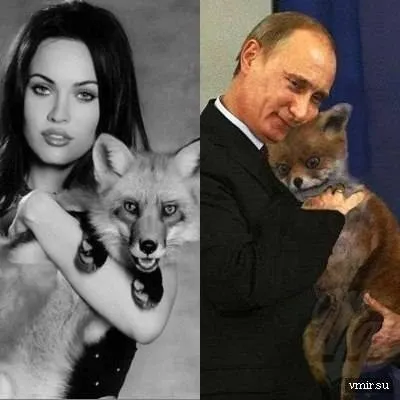 Uporotyh лисици, откъде е дошло