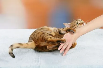 Bite котка опасност, първи стъпки, лечение