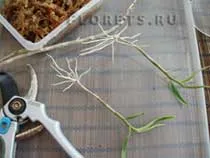 Грижа Dendrobium, култивиране и размножаване на Dendrobium