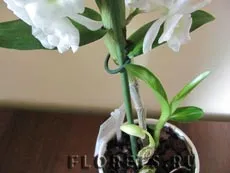 Грижа Dendrobium, култивиране и размножаване на Dendrobium