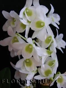 Грижа Dendrobium, култивиране и размножаване на Dendrobium