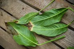 В краищата на Spathiphyllum оставя суха и очерни защо това се случва, какво да правя, правилната грижа