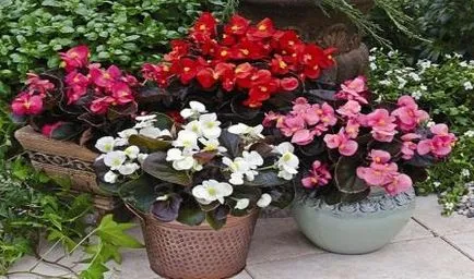 Грижа Begonia у дома как да след покупката, къща цветя в саксия като