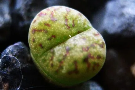 Lithops условия на отглеждане в дома на семената, градинарството свят