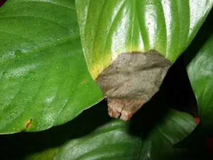 В краищата на Spathiphyllum оставя суха и очерни защо това се случва, какво да правя, правилната грижа