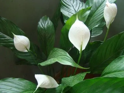 В краищата на Spathiphyllum оставя суха и очерни защо това се случва, какво да правя, правилната грижа