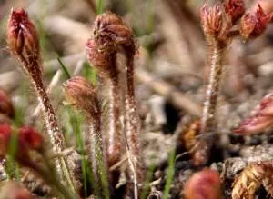 Научете как да расте от семена на Astilbe елегантен! (Семена) Научете как да расте от семена на Astilbe елегантен!