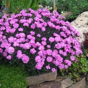 Научете повече за Dianthus deltoides засаждане характеристики и се грижи за нея (Dianthus deltoides много) Научете повече за Dianthus deltoides засаждане характеристики и се грижи за нея