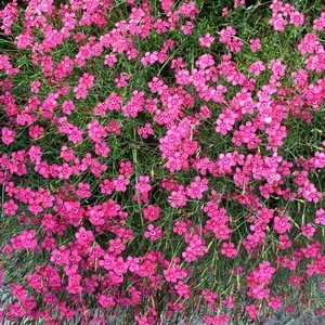 Научете повече за Dianthus deltoides засаждане характеристики и се грижи за нея (така неизискващ растение) Научете повече за Dianthus deltoides засаждане характеристики и се грижи за нея