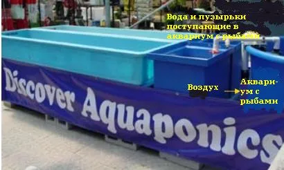 RAS и aquaponics собствените си ръце