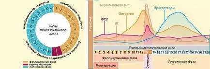 Гърдата ултразвук при жените, когато да се направи, колко често и при какви дни за извършване на цикъл
