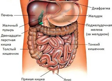 Коремна ехография е включена, което органи изглеждат