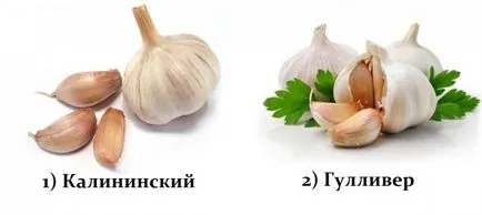 Пролет засаждане чесън по всички правила