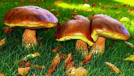 видове масло