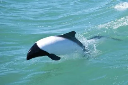видове делфини