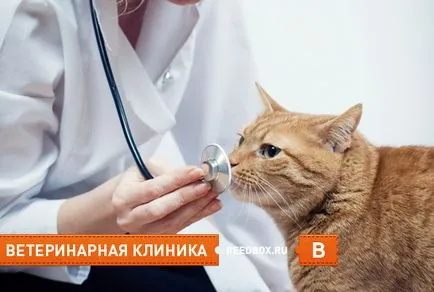 Ветеринарна клиника в Красноярск - най-доброто, щата час (Красноярск) Ветеринарна клиника в Красноярск - най-доброто, държавни, час
