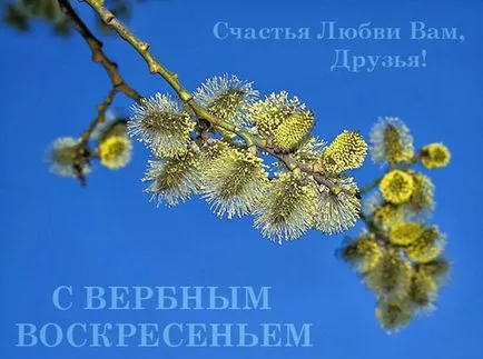 Цветница 2017 - какво да правим с миналата година върба - какво да не правим в Палм