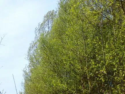 Пролет Морел гъби и линии, Рибинск