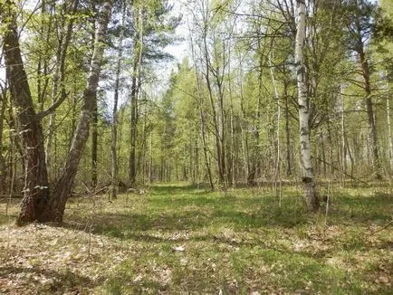 Пролет Морел гъби и линии, Рибинск