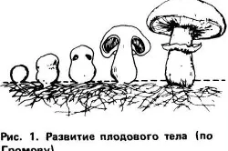 Отглеждане стриди гъби в мазето на технологията и характеристики