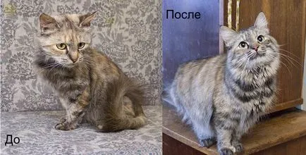 Ще намерите на улицата без дом коте
