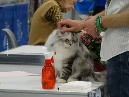 Cat шоу в Москва през 2017 г. и датата на графика (точните дати) Cat шоу в Москва през 2017 г. Графикът и датите