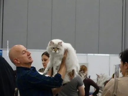 Cat шоу в Москва през 2017 г. схема и дати (изложба) Cat шоу в Москва през 2017 г. Графикът и датите