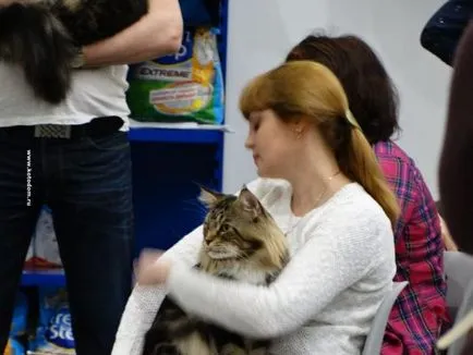 Cat шоу в Москва през 2017 г. Графикът и датите (на) Cat шоу в Москва през 2017 г. Графикът и датите