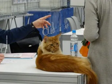 Cat шоу в Москва през 2017 г. схема и дати (дати) Cat шоу в Москва през 2017 г. Графикът и датите