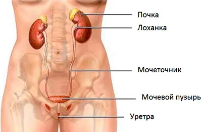 Вътрешните органи - това боли диагноза и симптоми (болки в корема) Вътрешните органи - това боли диагноза и симптоми