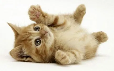 Cat Образование - важна и отговорна дейност!