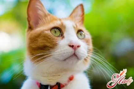 Образование котки - не е лесно