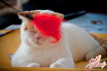 Образование котки - не е лесно